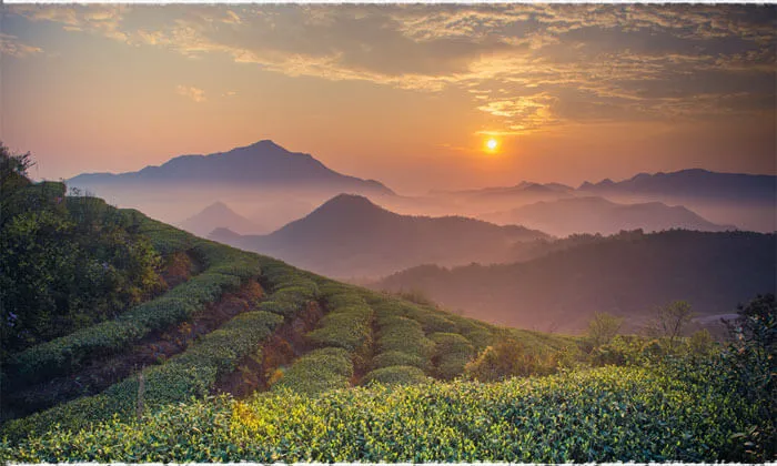黑料网平台茶山风光 - 黑料